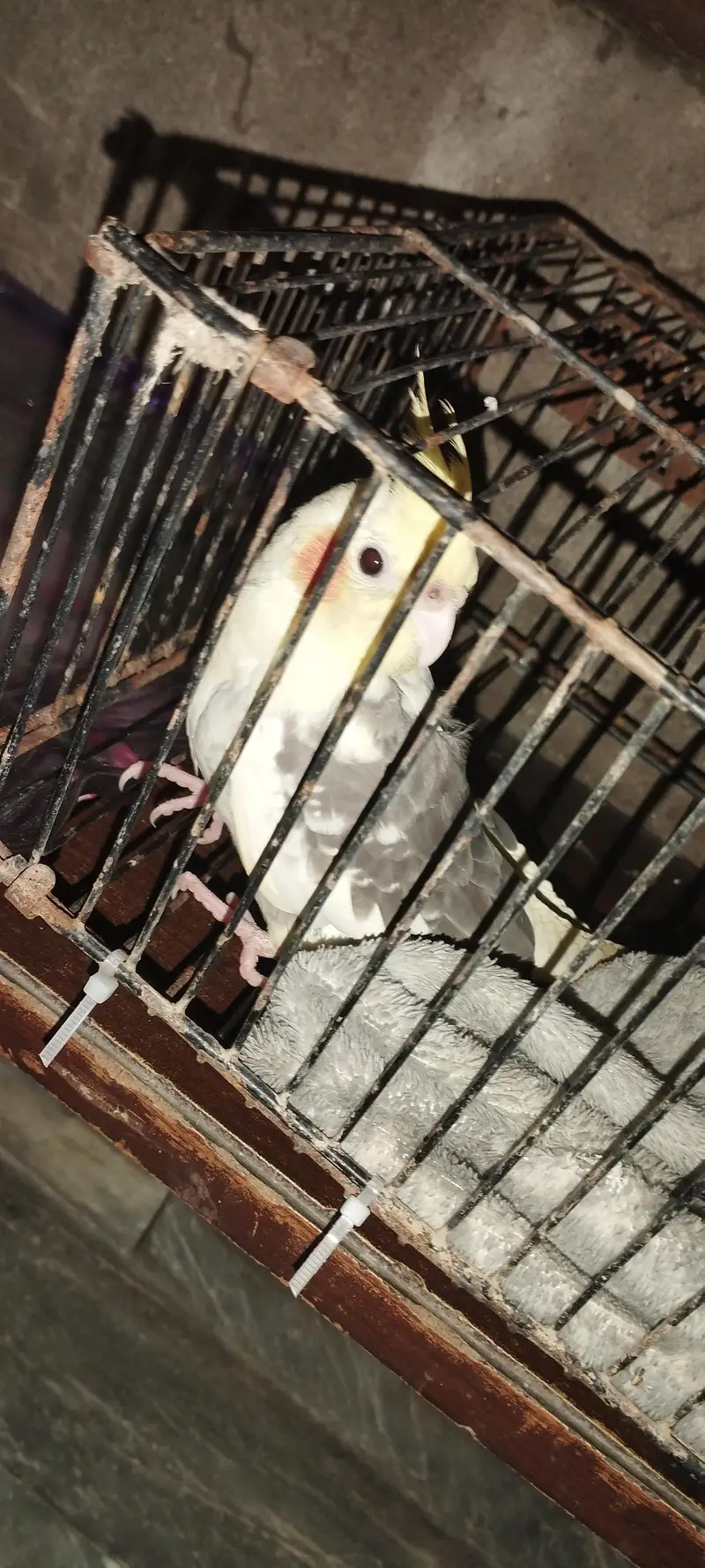 pied cocktail available for sale — photo 3