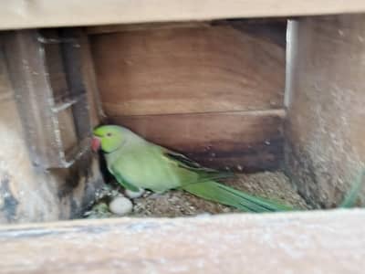 ring neck breeder male and cages with 2 box