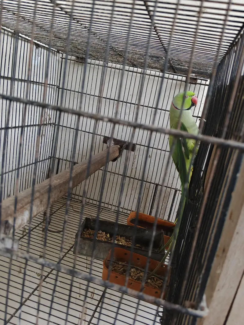 ring neck breeder male and cages with 2 box — photo 2