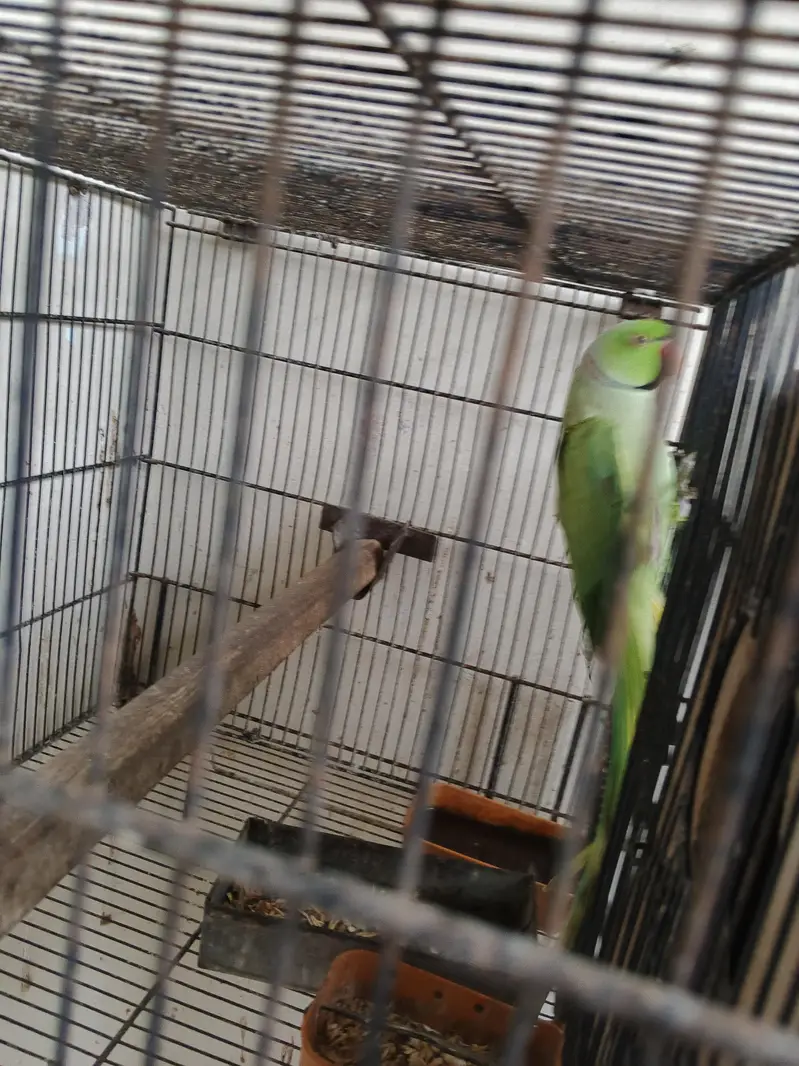 ring neck breeder male and cages with 2 box — photo 3