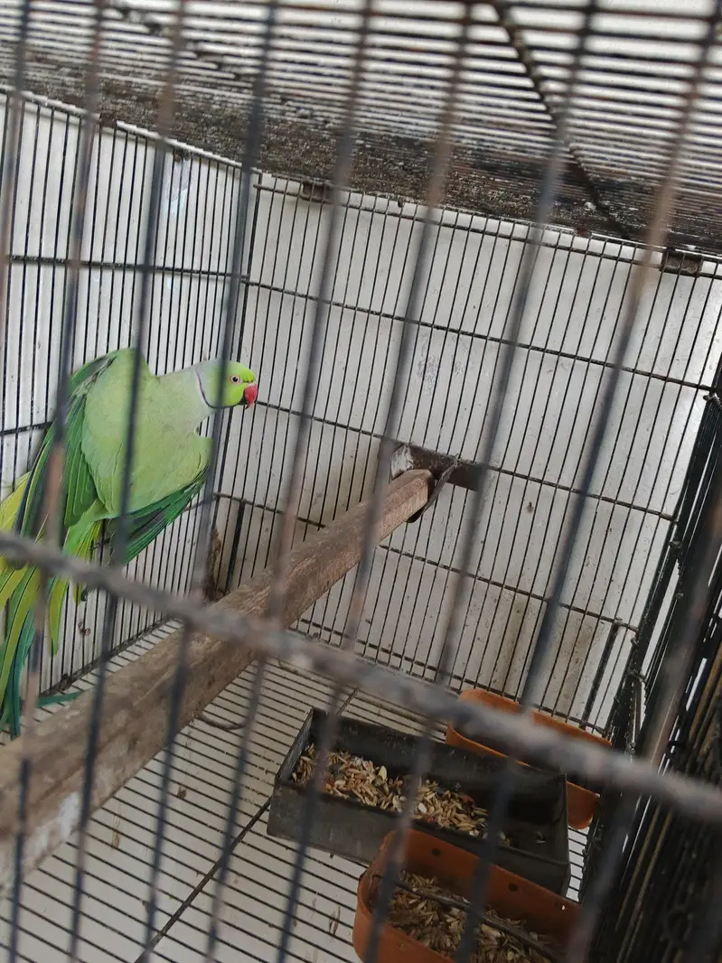 ring neck breeder male and cages with 2 box — photo 4