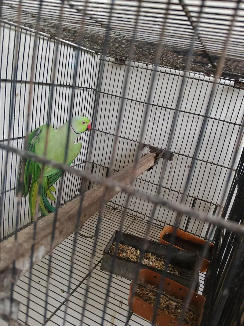 ring neck breeder male and cages with 2 box — photo 5