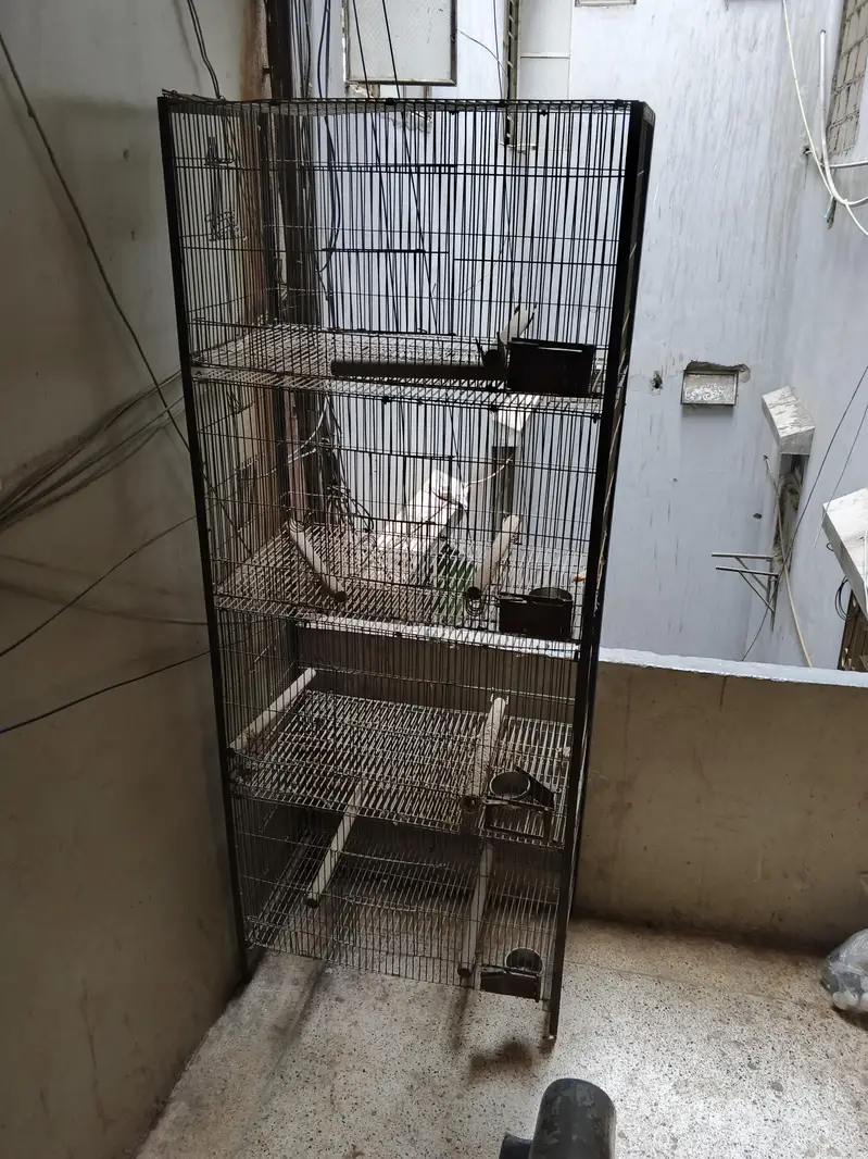 ring neck breeder male and cages with 2 box — photo 6