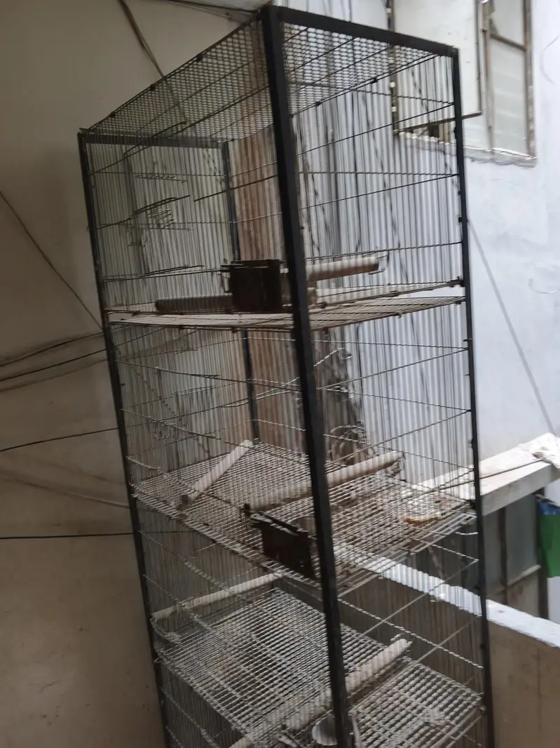 ring neck breeder male and cages with 2 box — photo 7