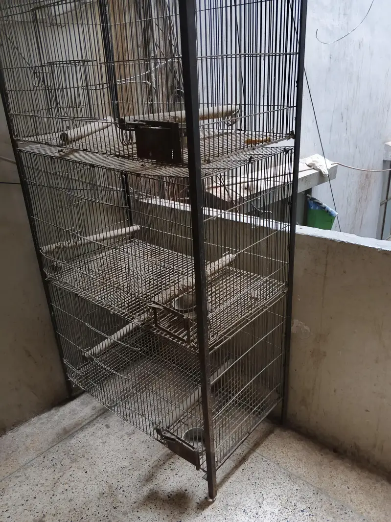 ring neck breeder male and cages with 2 box — photo 8