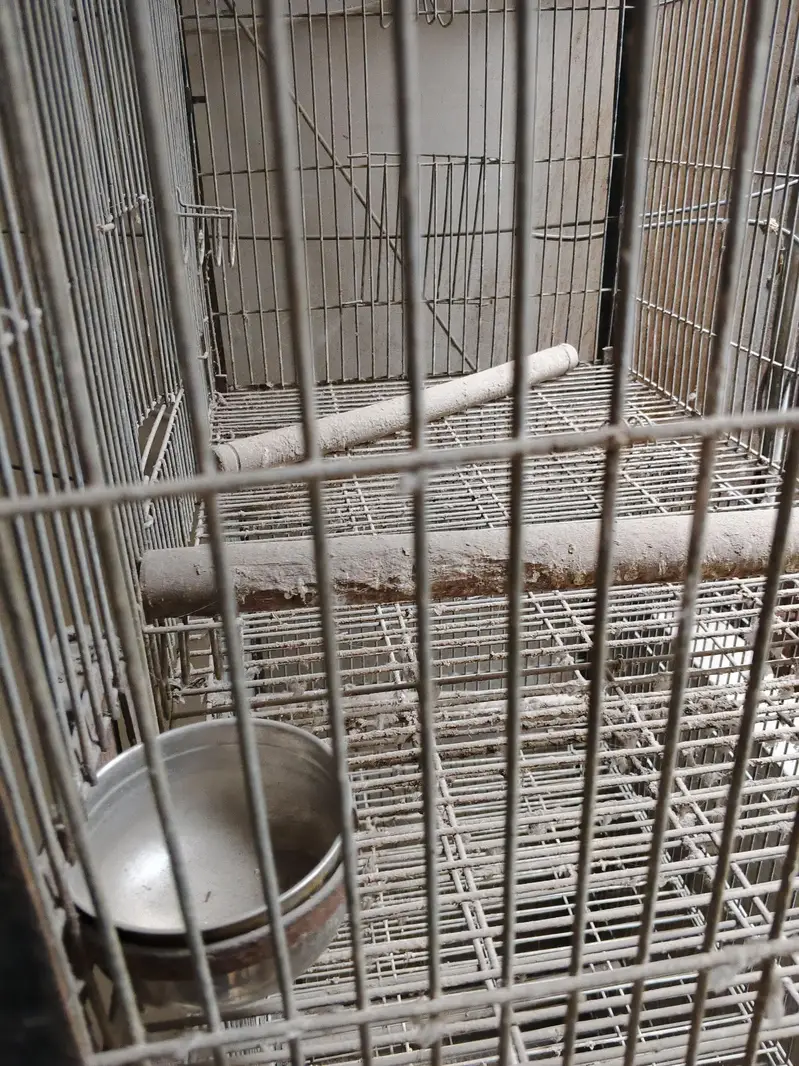 ring neck breeder male and cages with 2 box — photo 9