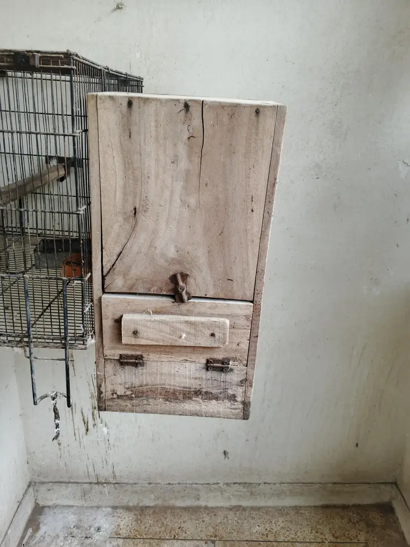 ring neck breeder male and cages with 2 box — photo 10