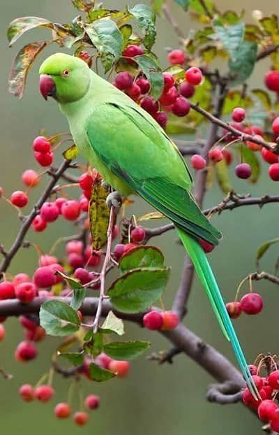 parrot