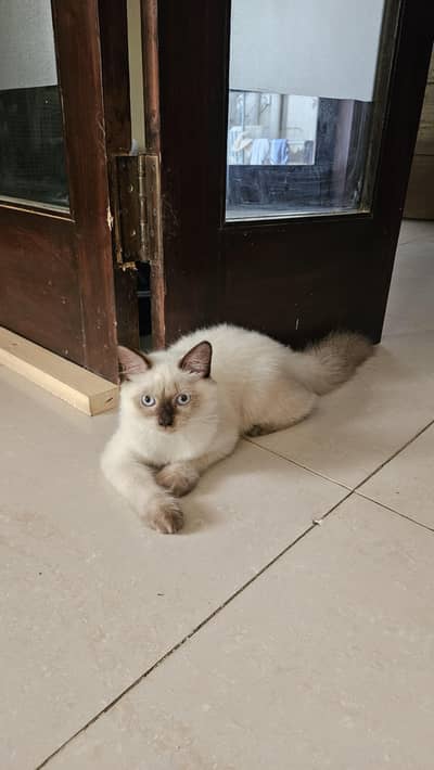 Male siamese kitten