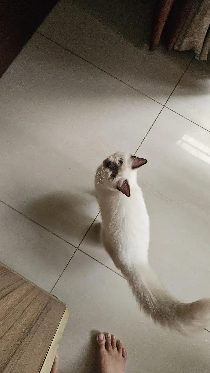 Male siamese kitten — photo 2