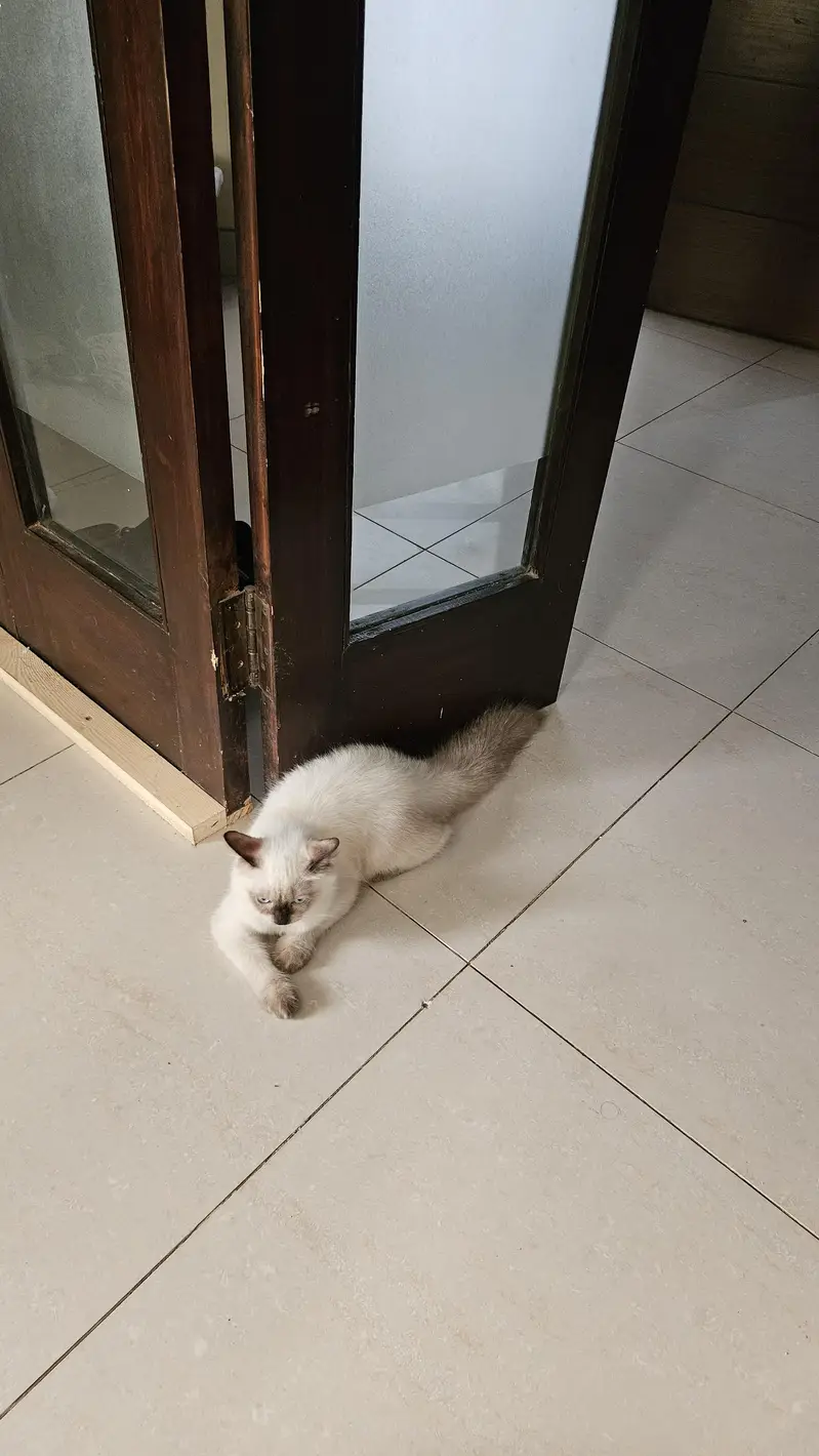 Male siamese kitten — photo 3