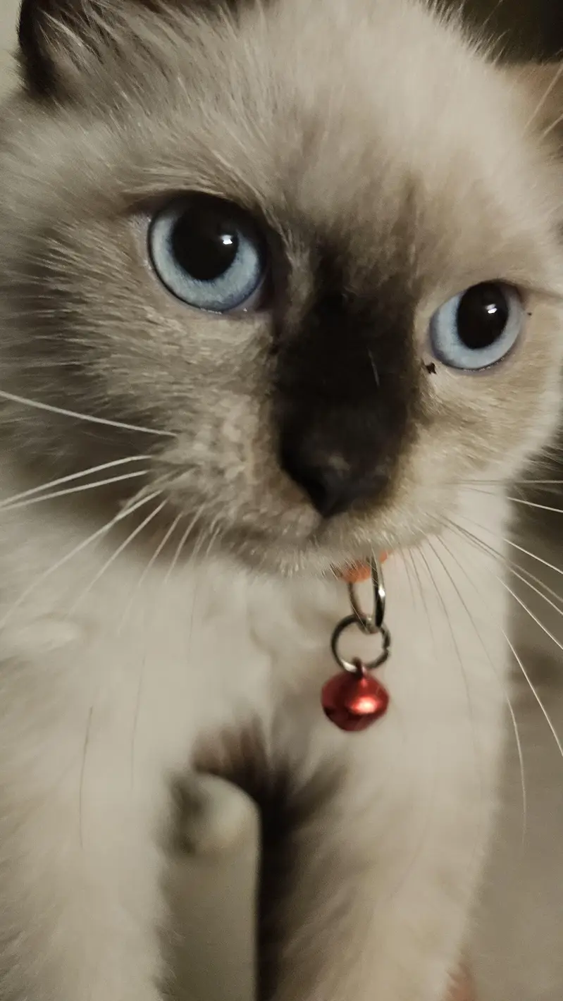 Male siamese kitten — photo 4