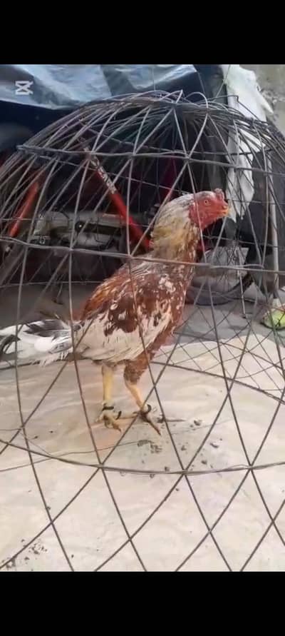 aseel murgha for sale price only 3000.