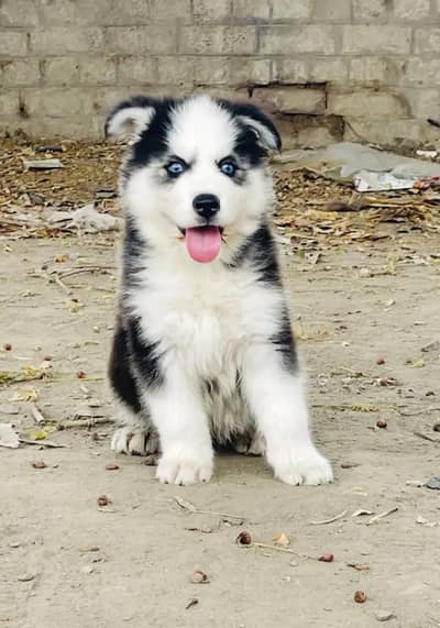 Siberian husky for sale 0346+4647+379