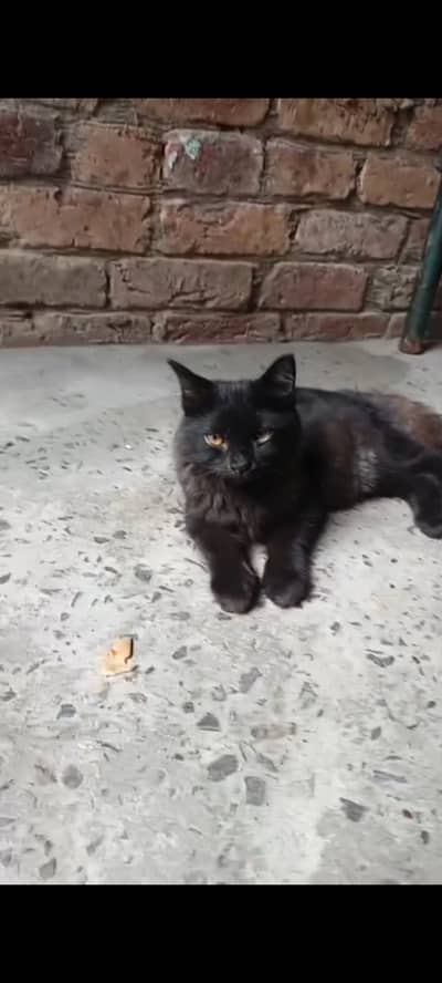 Persian cat black
