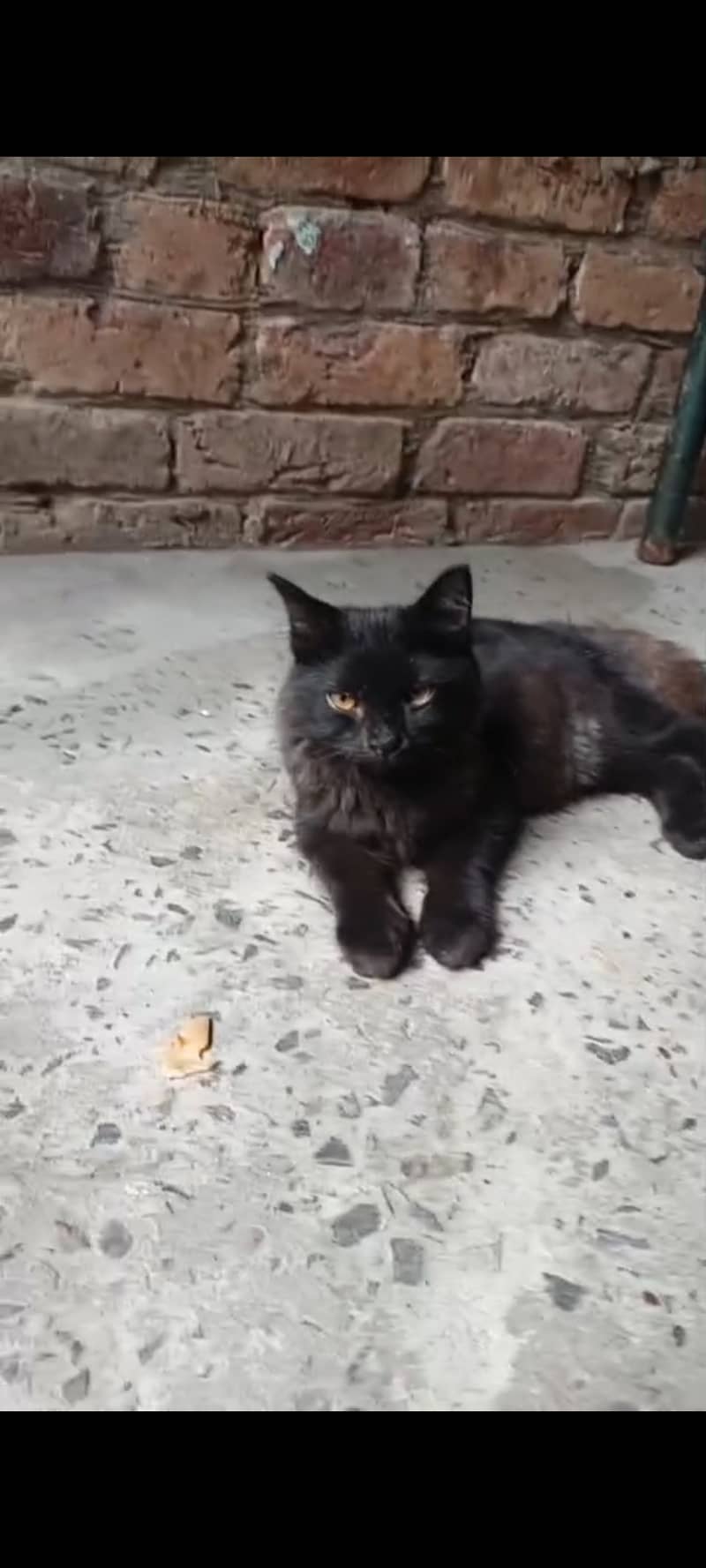 Persian cat black 0