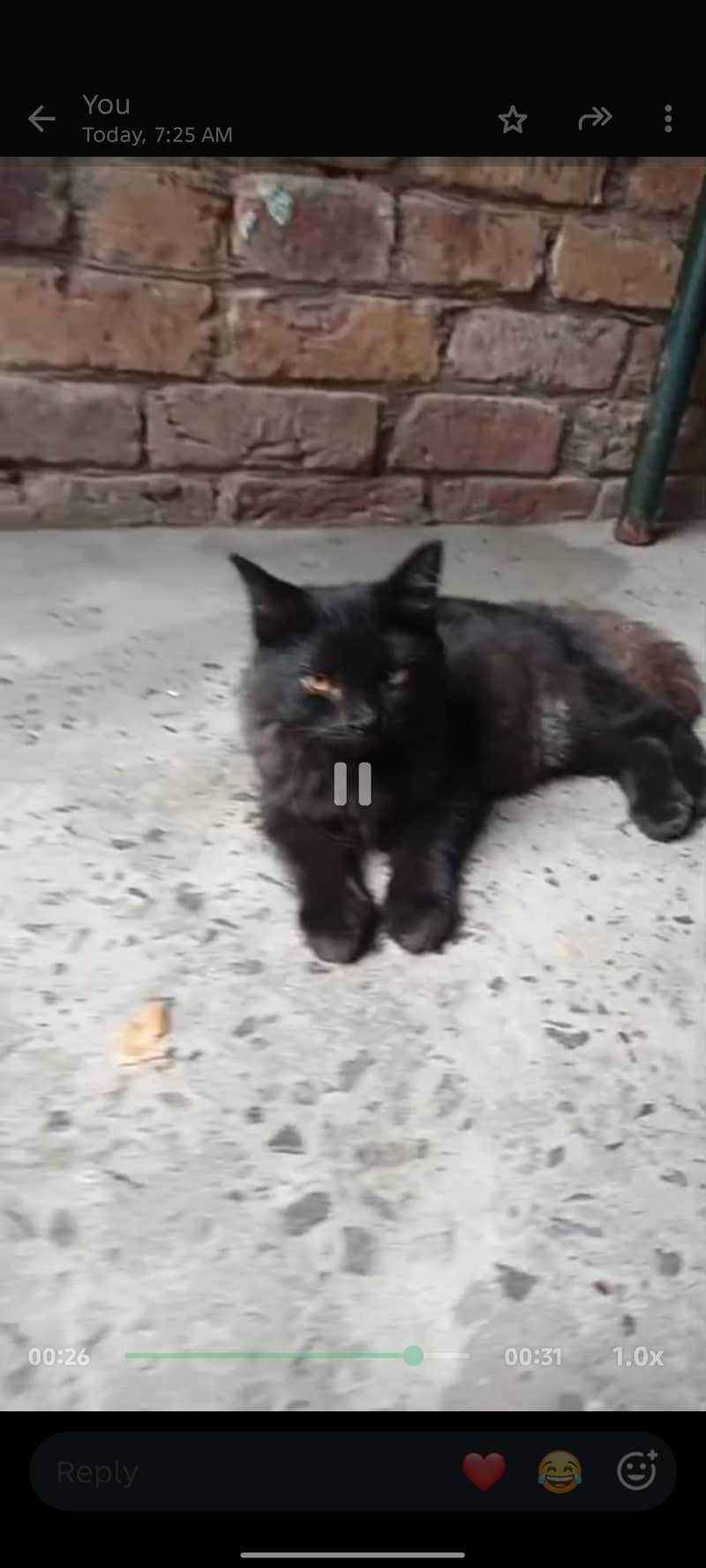 Persian cat black 1