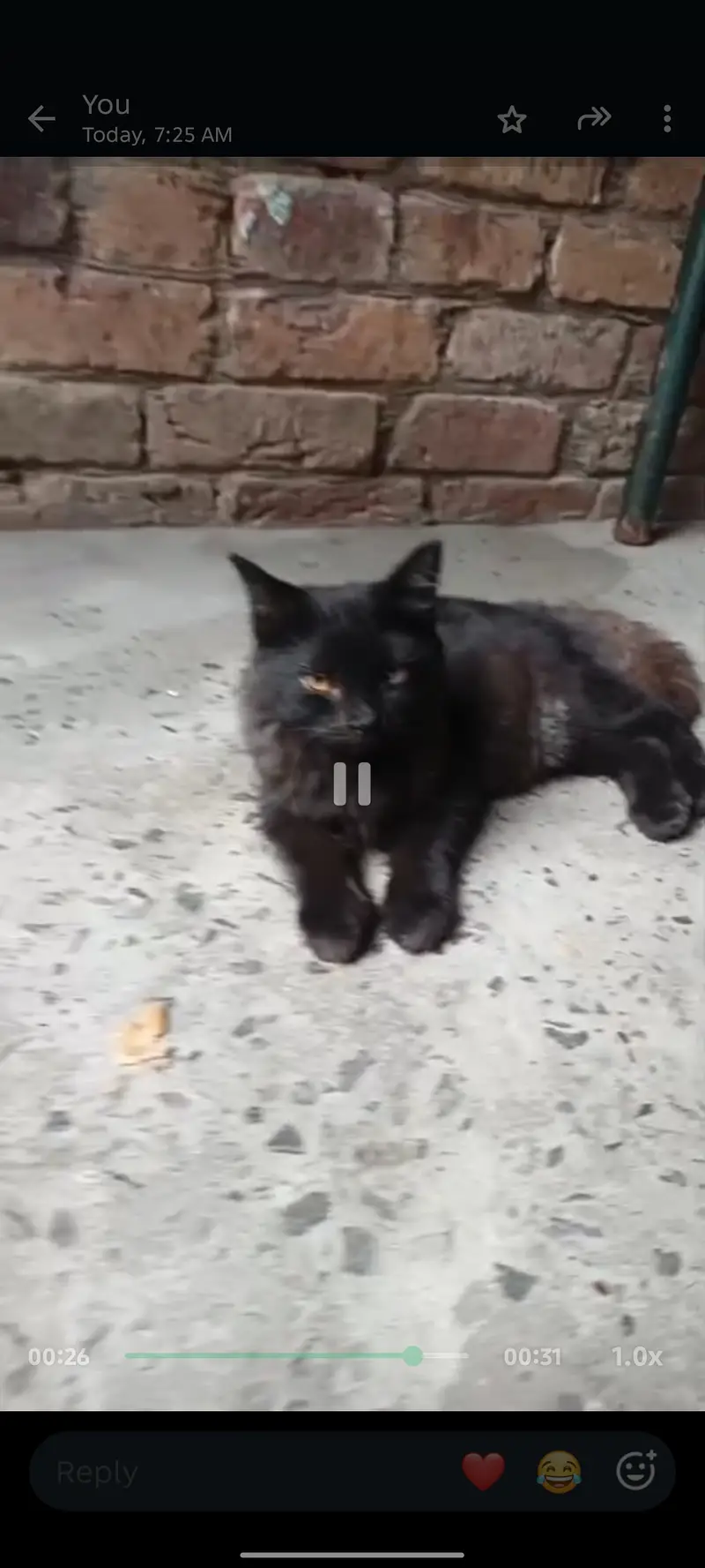 Persian cat black — photo 2