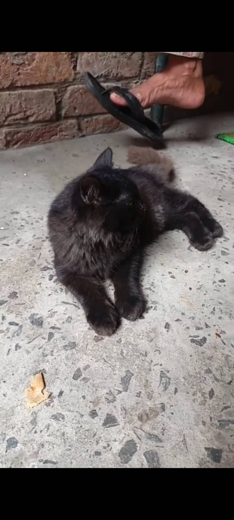 Persian cat black 2
