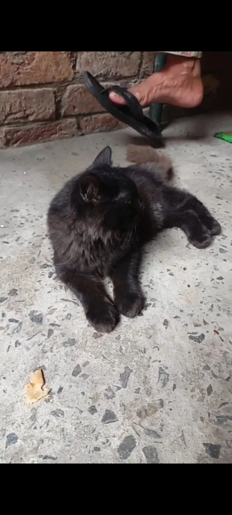 Persian cat black — photo 3