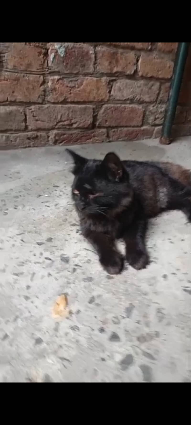 Persian cat black 3