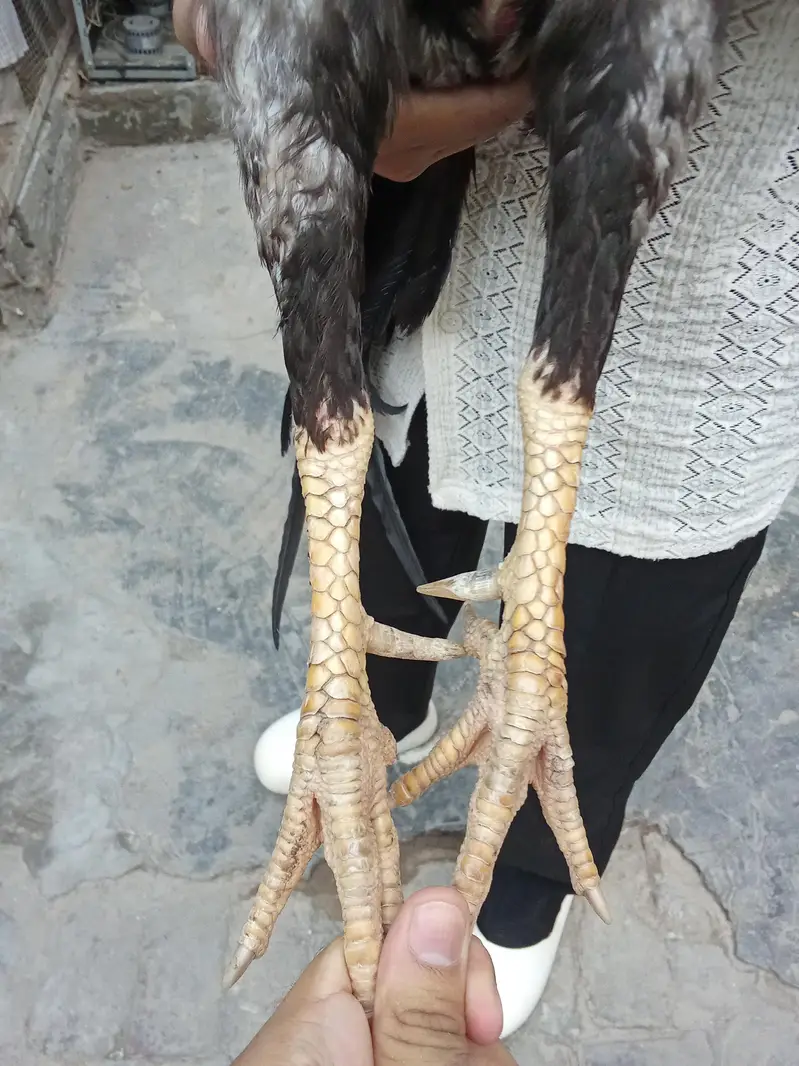 aseel murga — photo 2