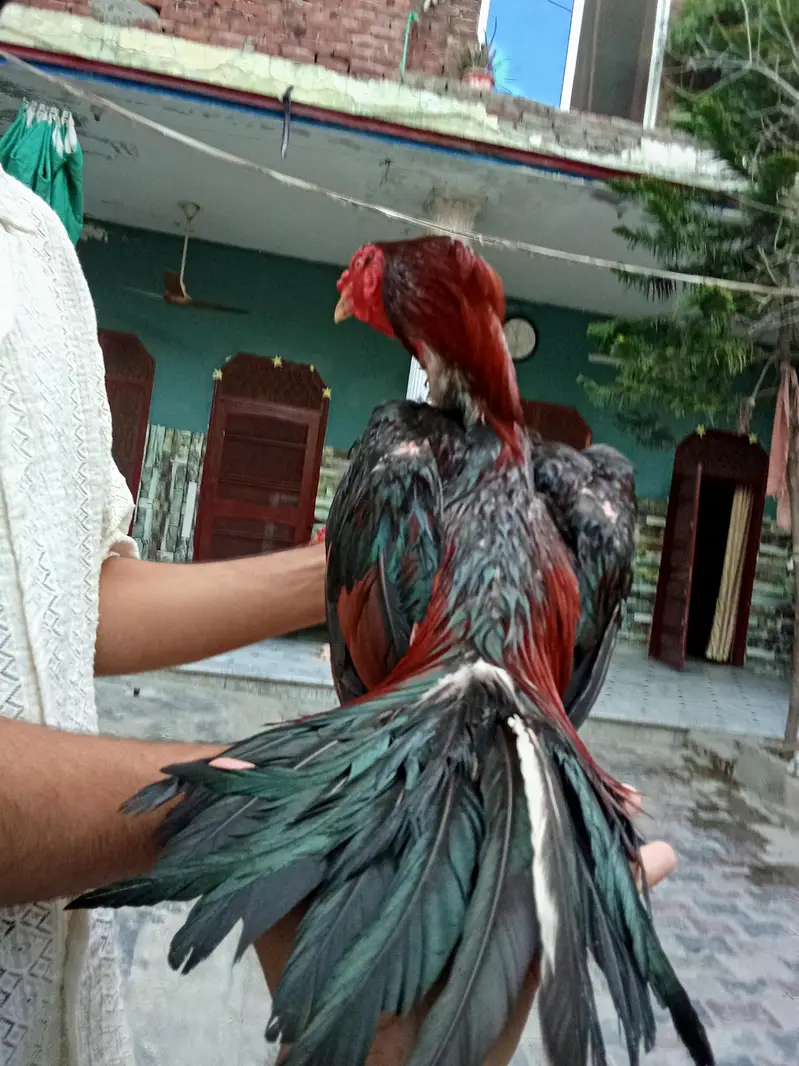 aseel murga — photo 5