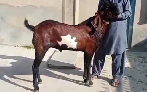 desi Bakra for sale WhatsApp _"_03229844345