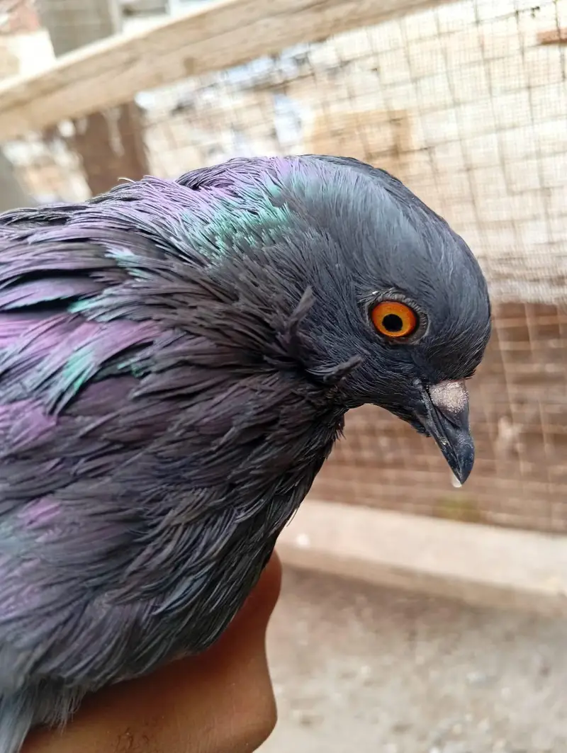 Black-Grizle — photo 3