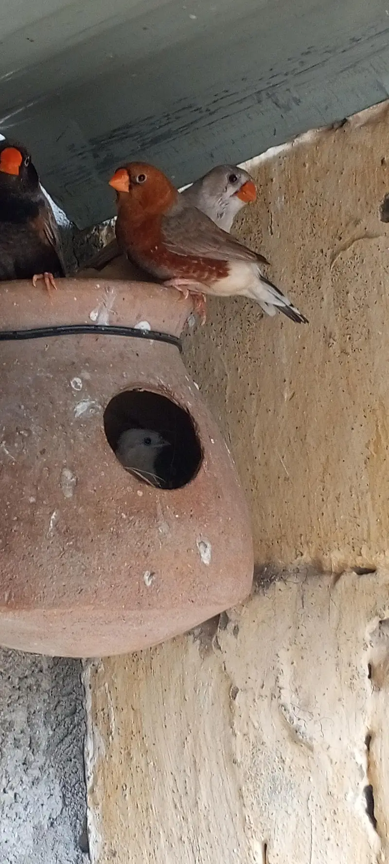 Orange finch pair — photo 2