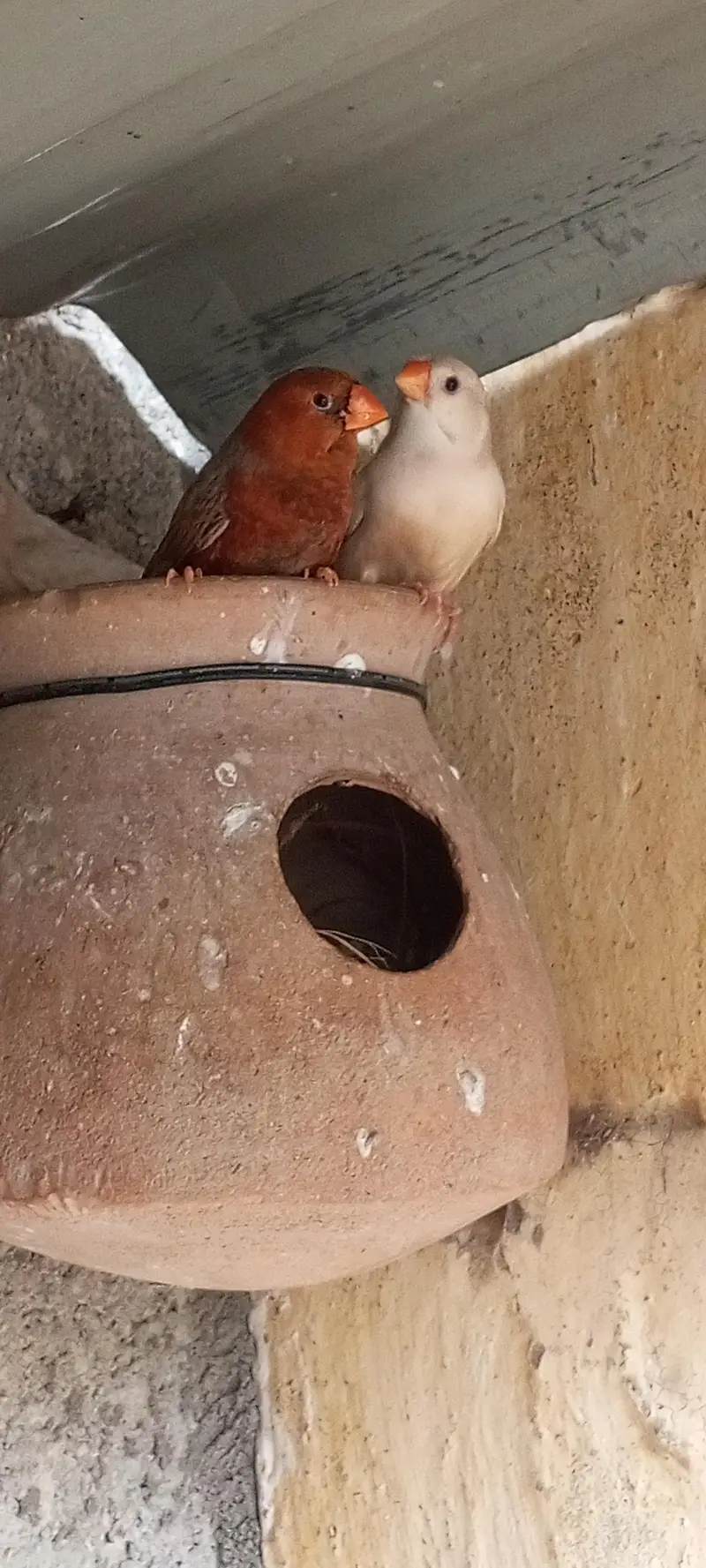 Orange finch pair — photo 3