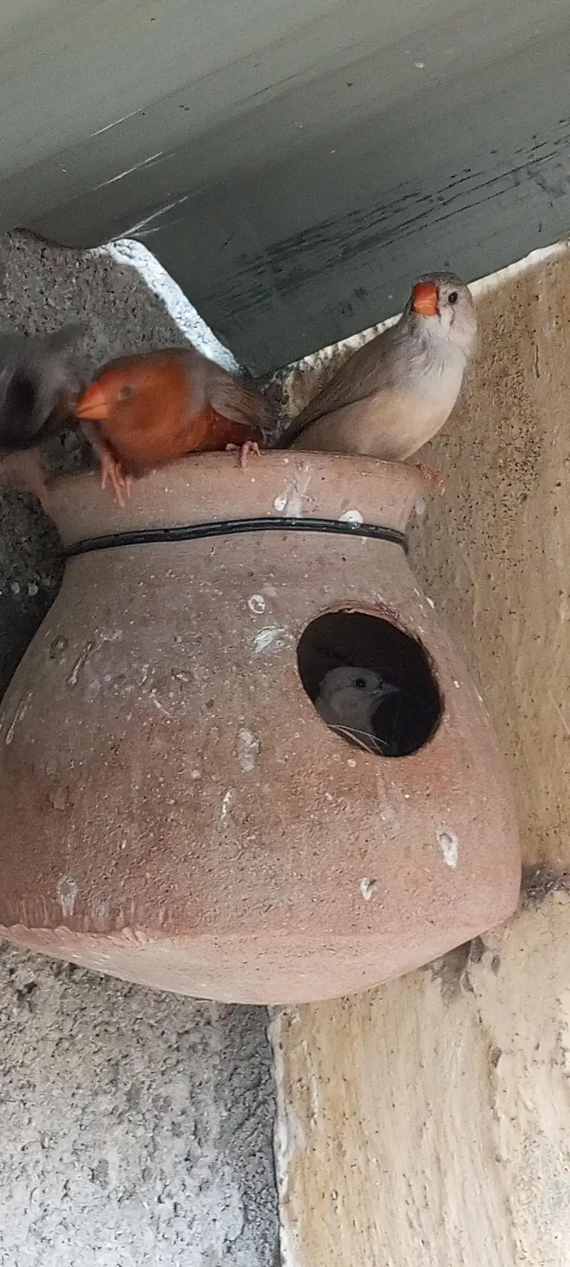 Orange finch pair — photo 4