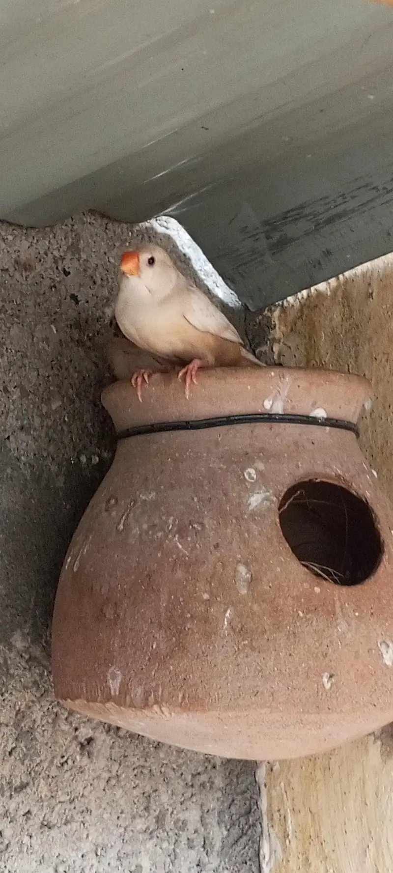 Orange finch pair — photo 5