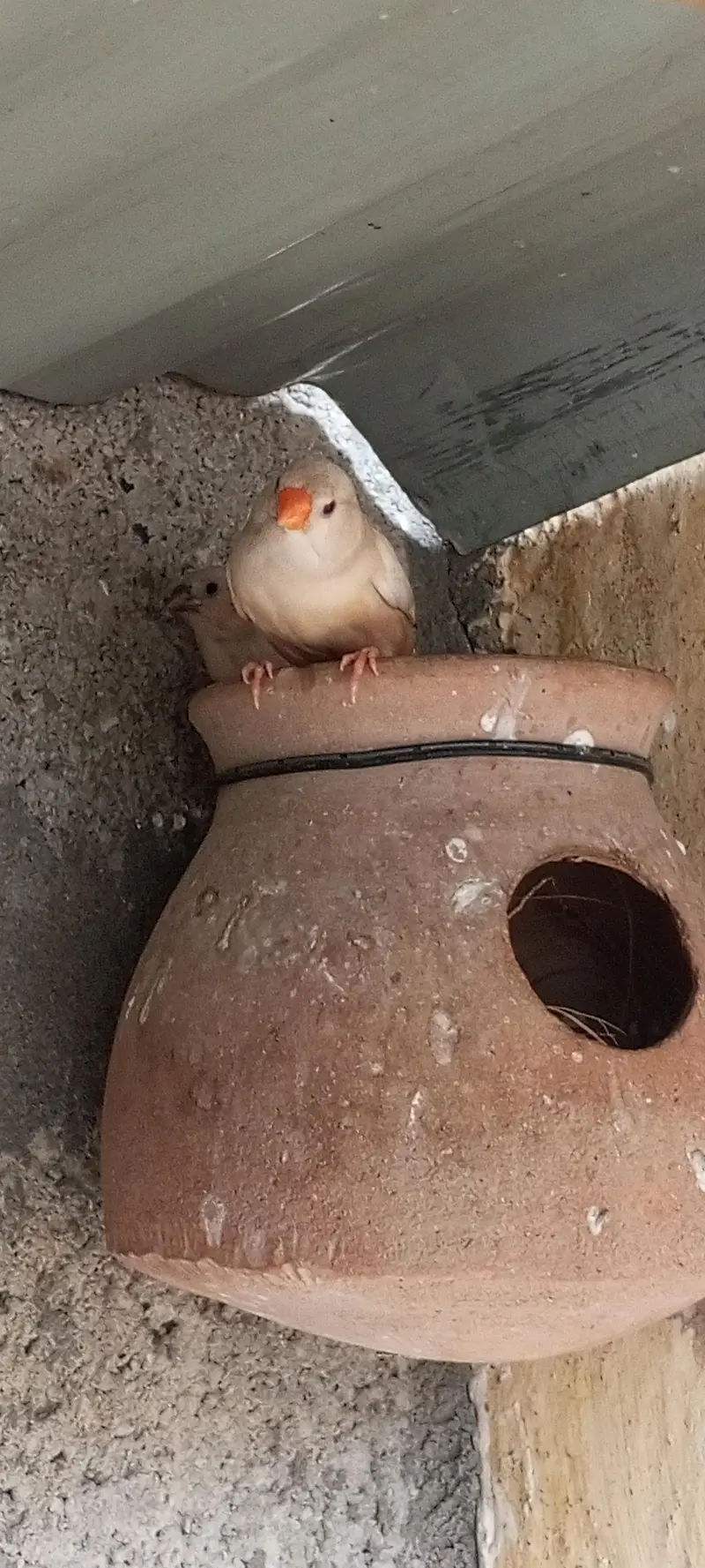 Orange finch pair — photo 6