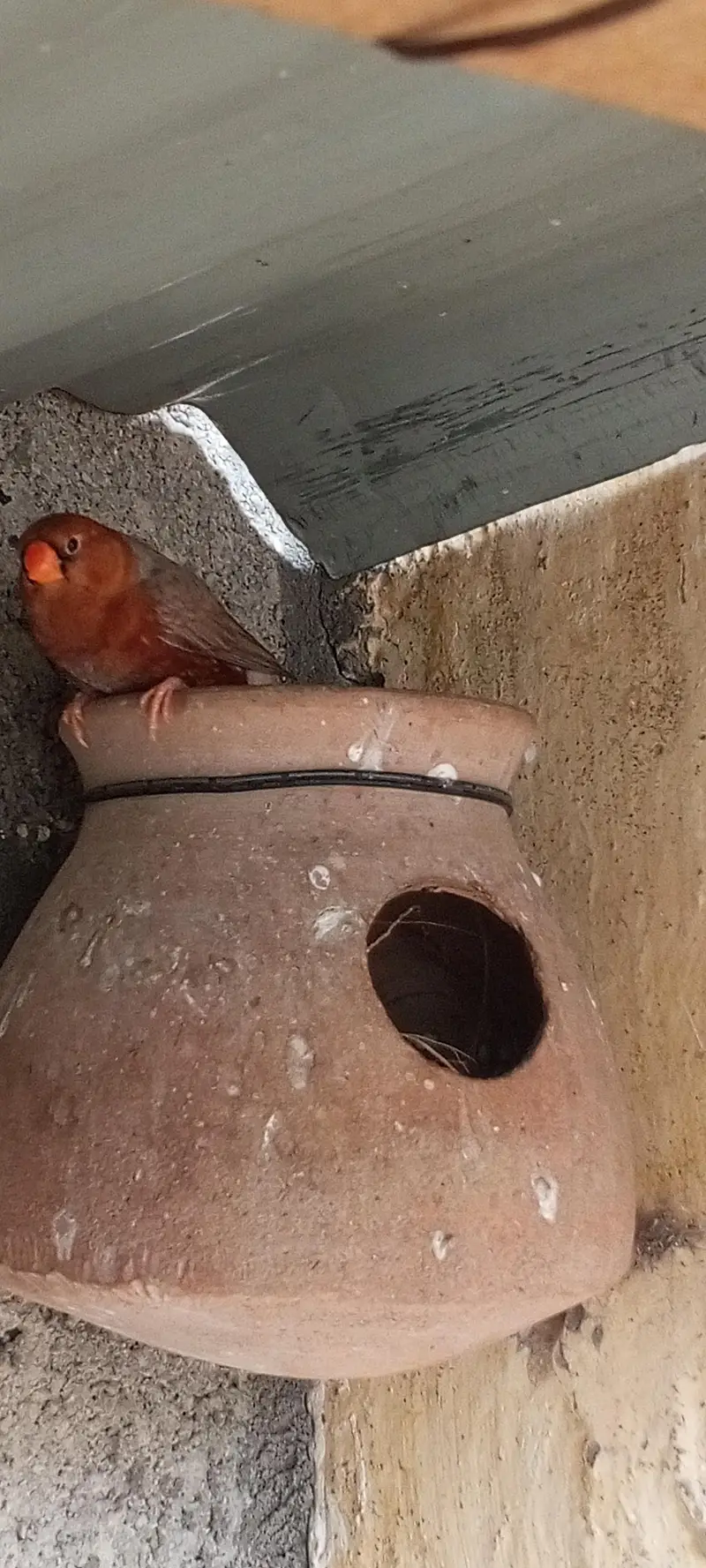Orange finch pair — photo 7
