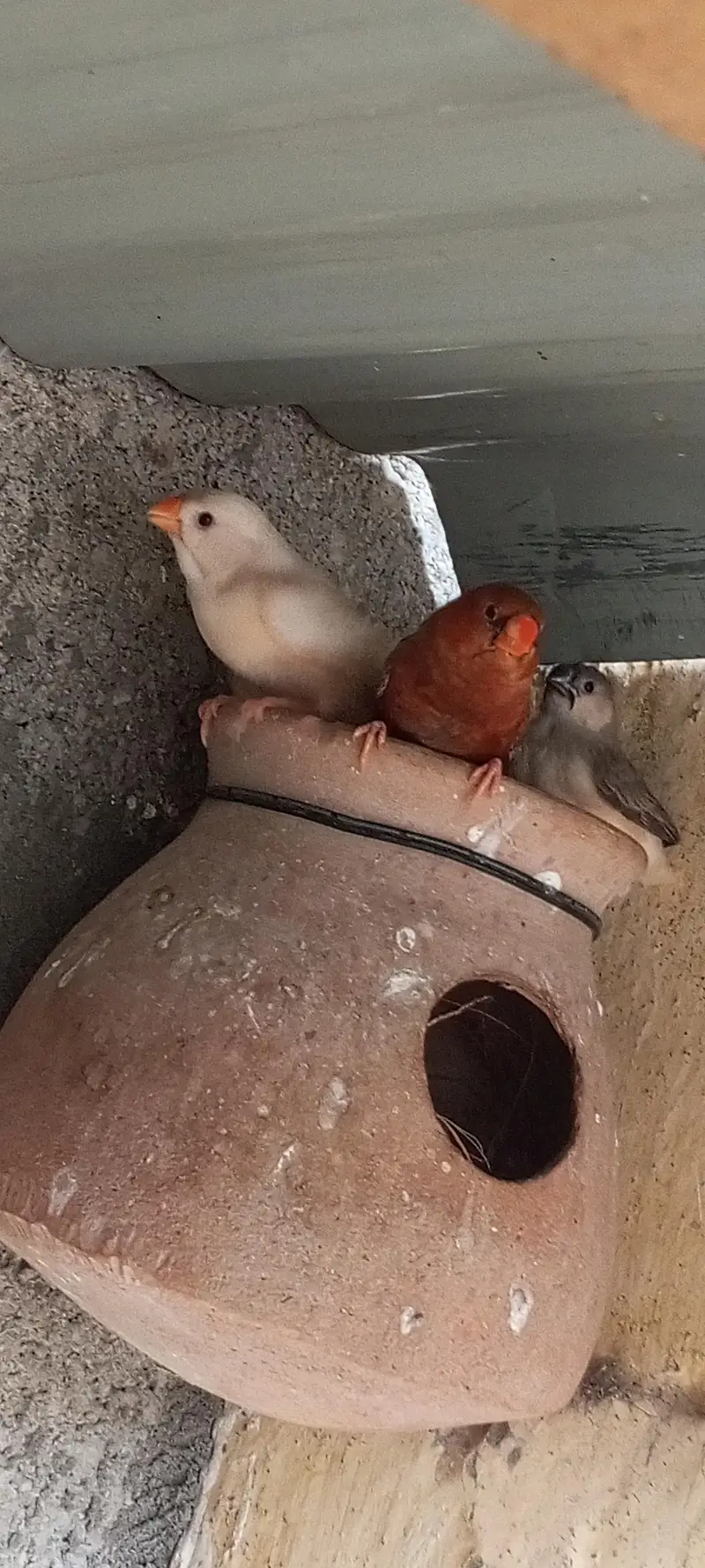 Orange finch pair — photo 8