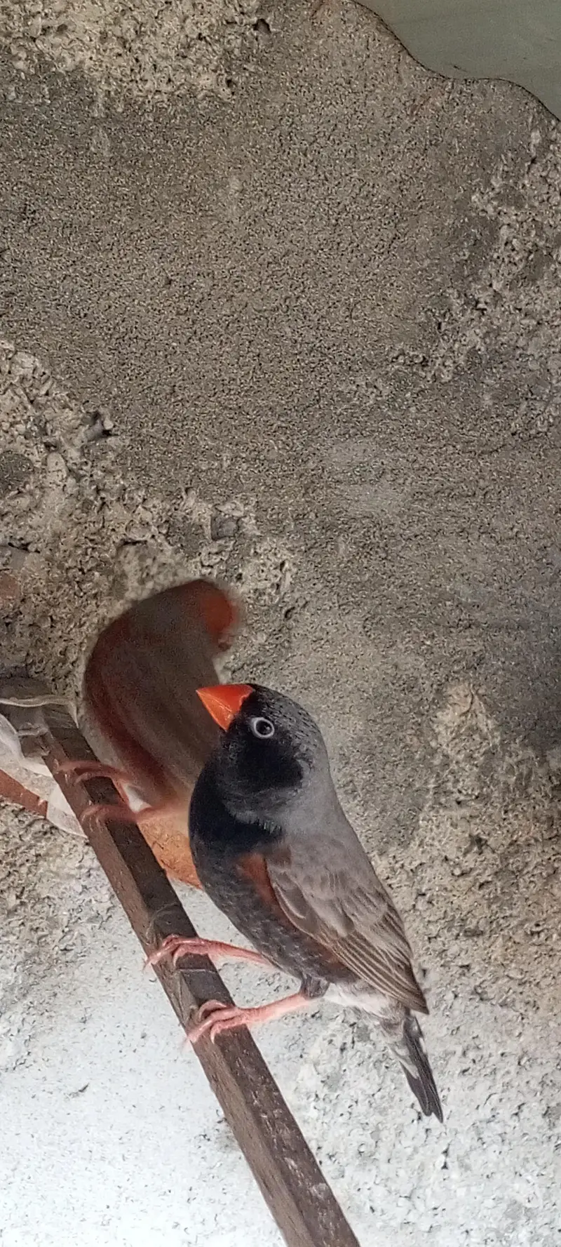 Orange finch pair — photo 9