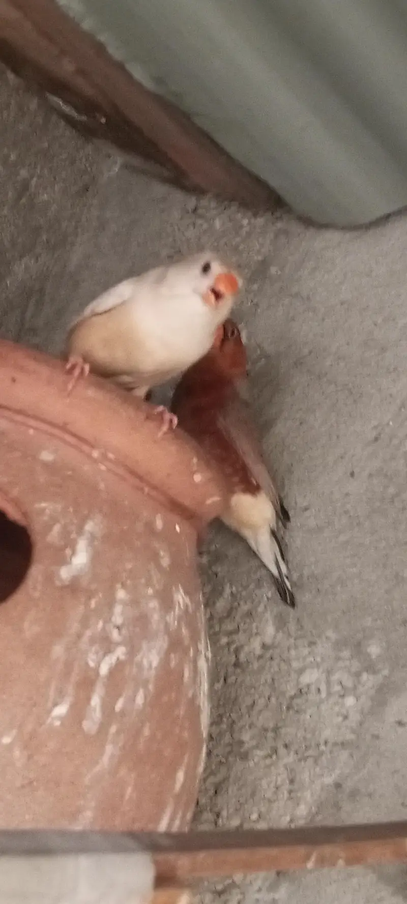 Orange finch pair — photo 10