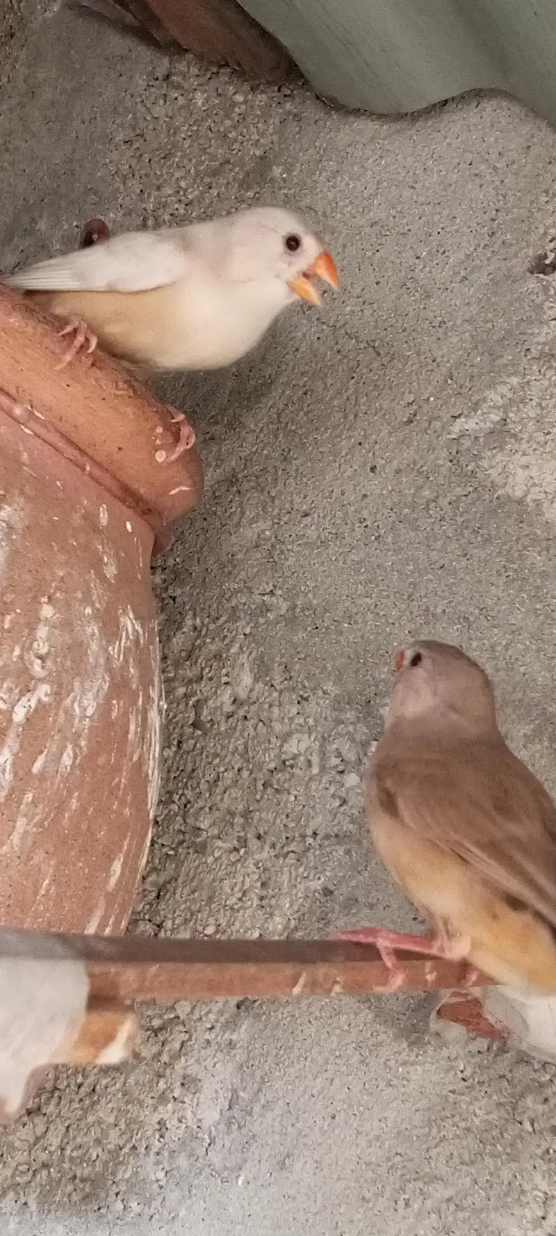Orange finch pair — photo 11