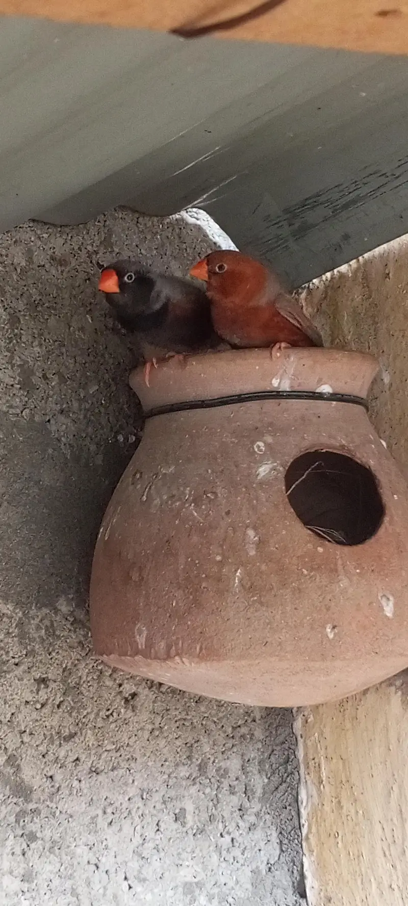Orange finch pair — photo 12