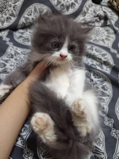 Persian kitten