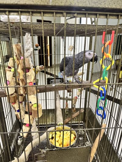 African grey for sale with dna