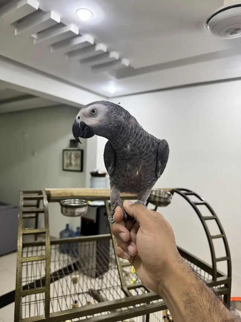 African grey for sale with dna — photo 2