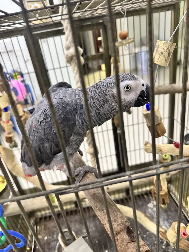 African grey for sale with dna — photo 3