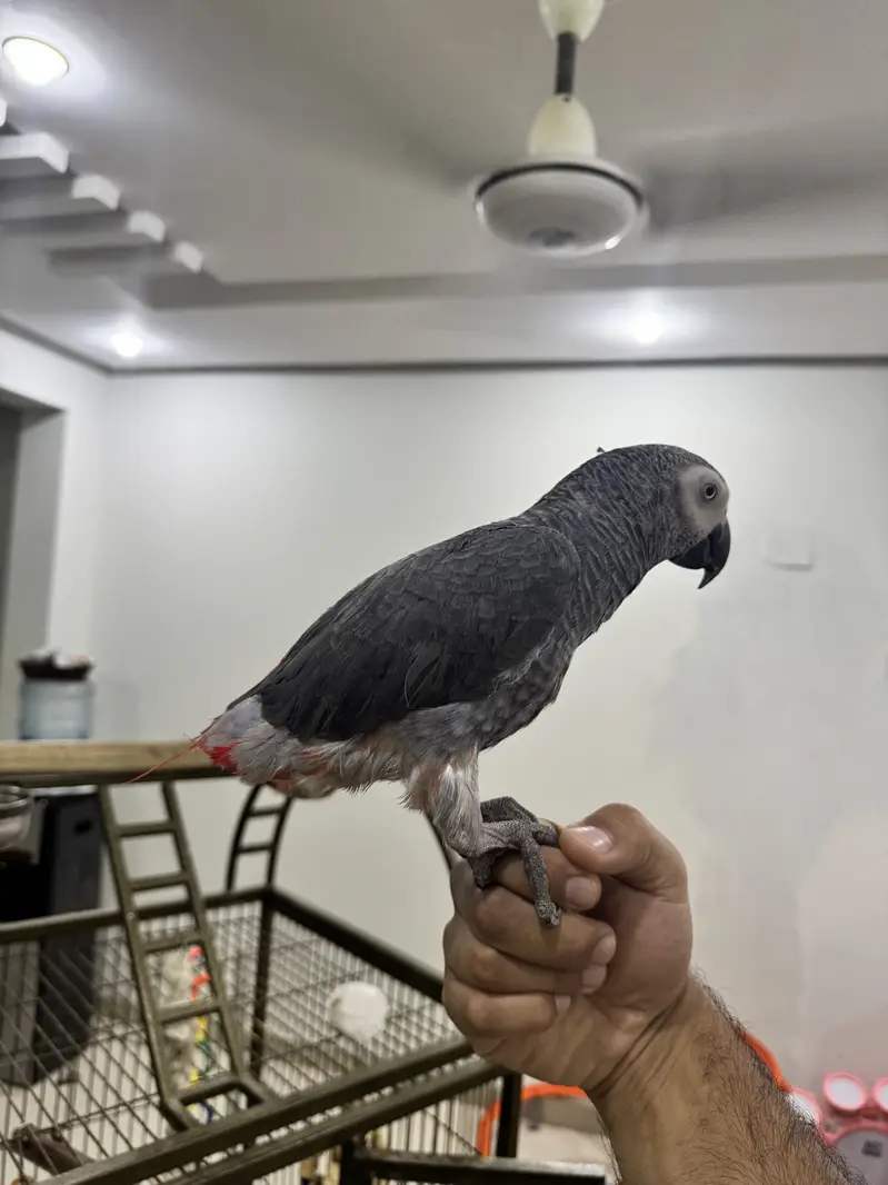 African grey for sale with dna — photo 4