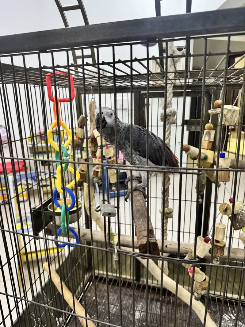 African grey for sale with dna — photo 5