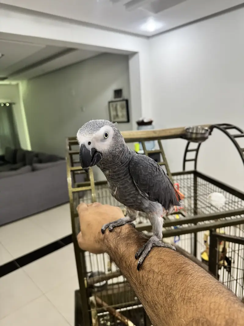African grey for sale with dna — photo 6