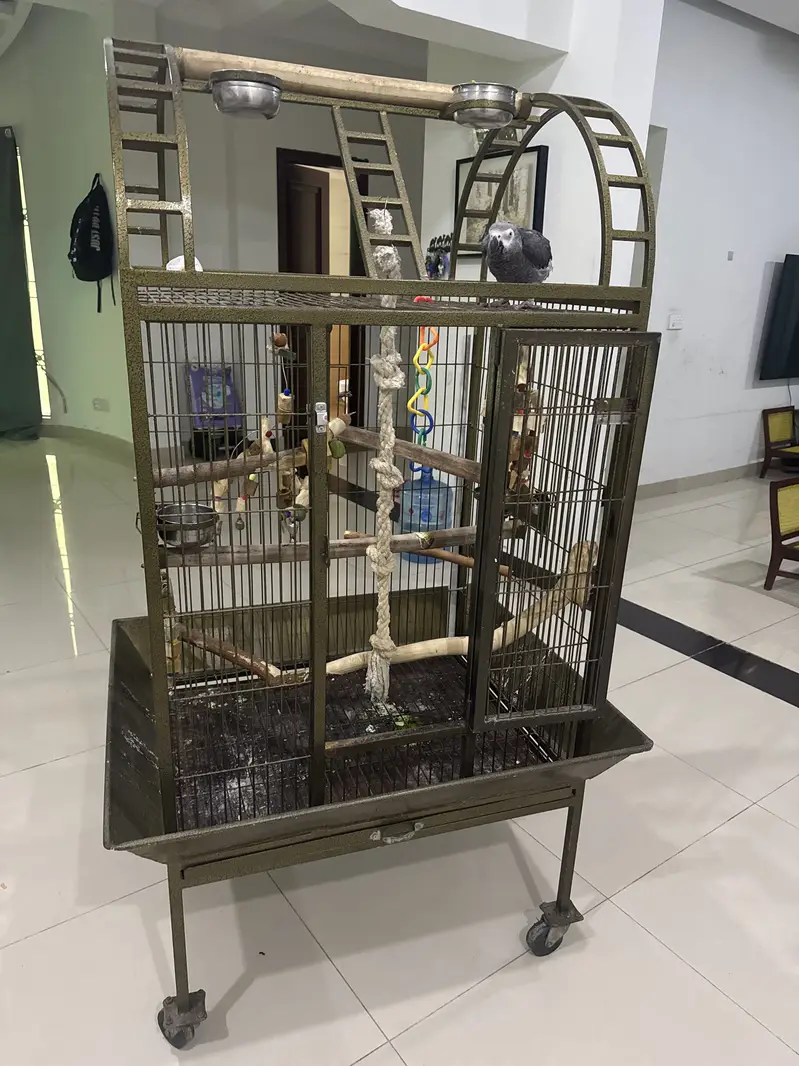 African grey for sale with dna — photo 7
