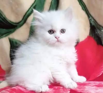 Persian cat for sale( 03)*(09)*(37)*(13)*(784)