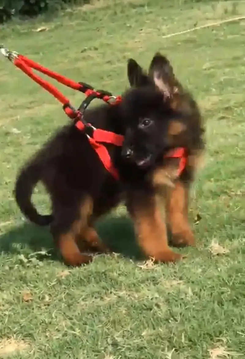 German shepherd | Puppy | GSD | Dog for sale | Whatsapp 03212405409 — photo 3
